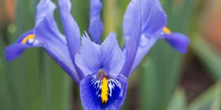 L'iris, la fleur de lys des rois de France